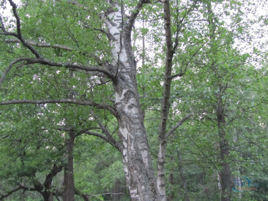 Береза маньчжурская