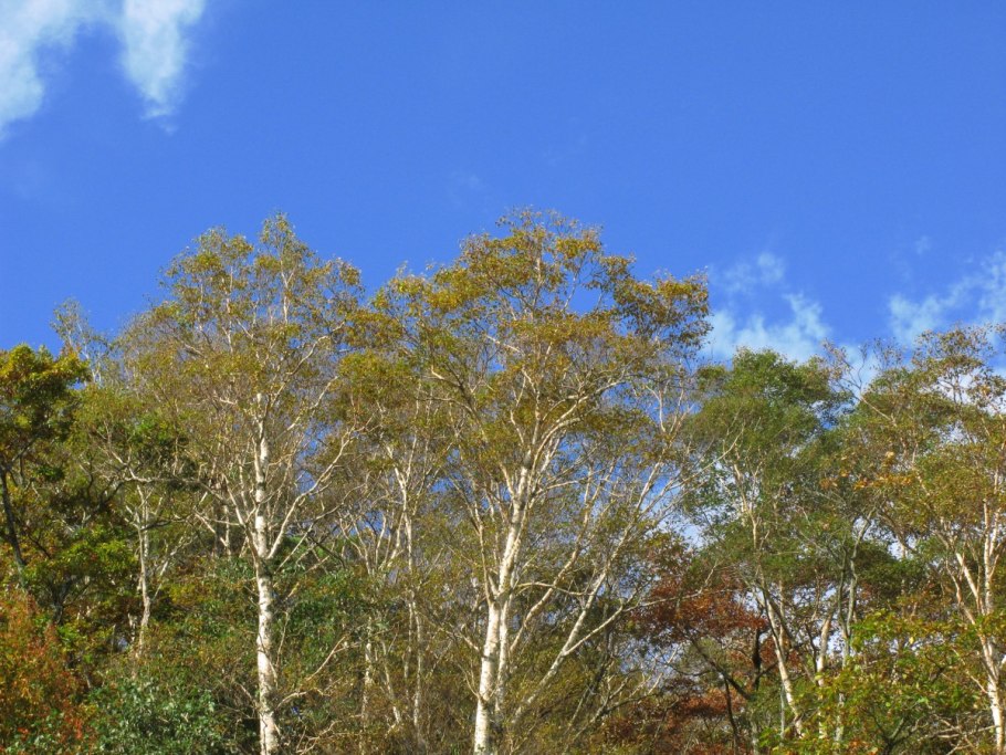 Береза японская Betula japonica