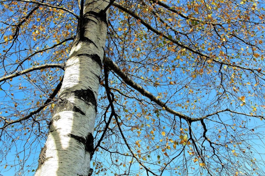 Betula platyphylla
