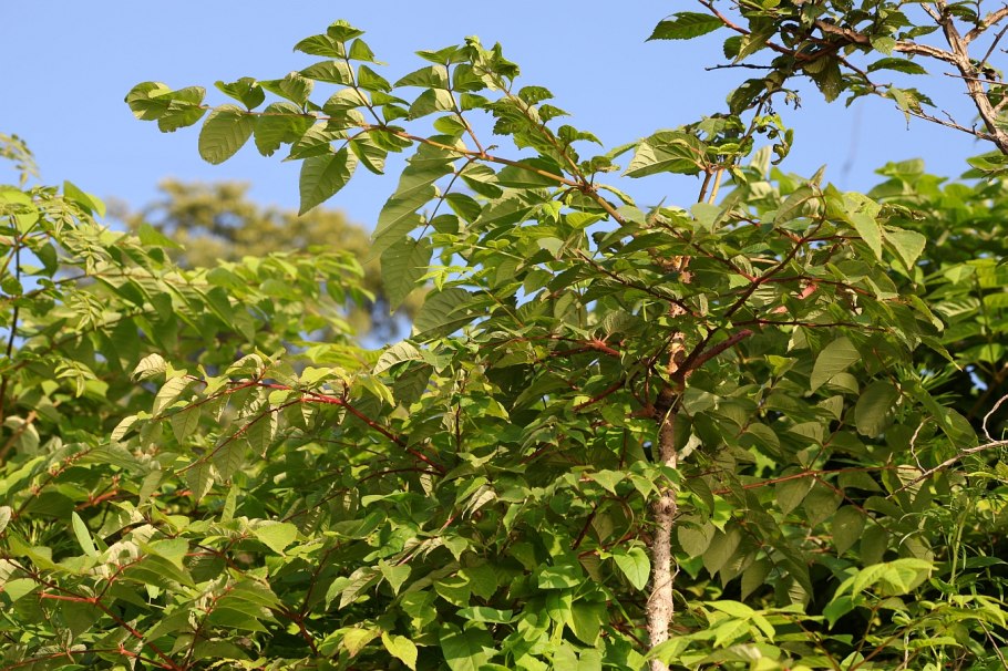 Береза бумажная Betula papyrifera
