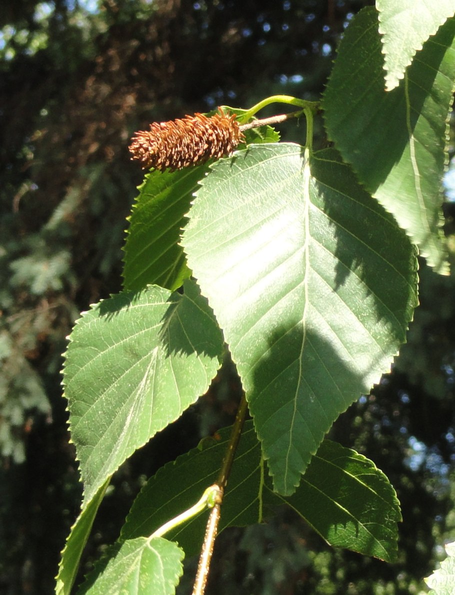 Береза повислая плод