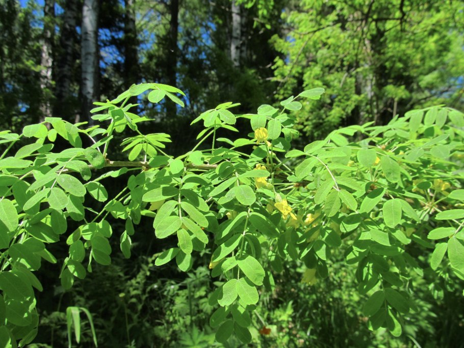 Береза Эрмана Камчатка