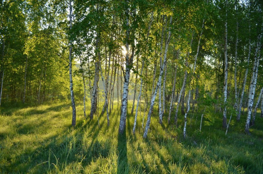 Японская береза