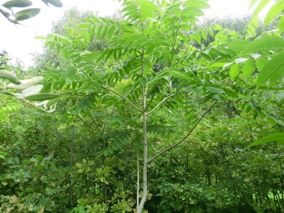 Дерево Silver Birch