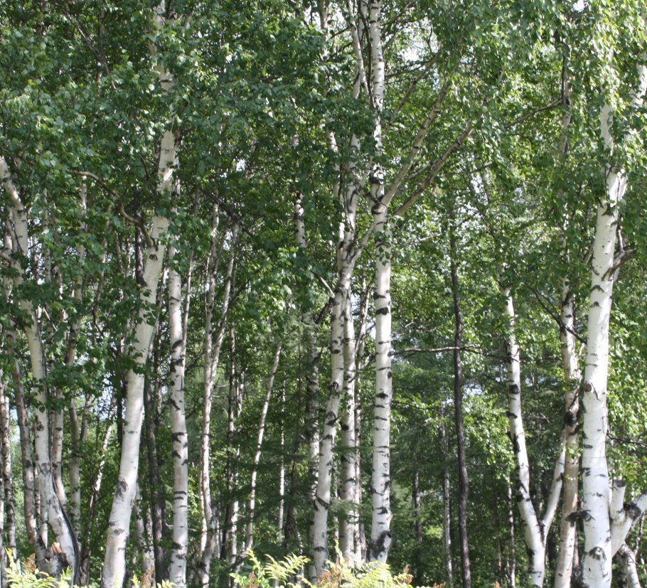 Береза бумажная Betula papyrifera