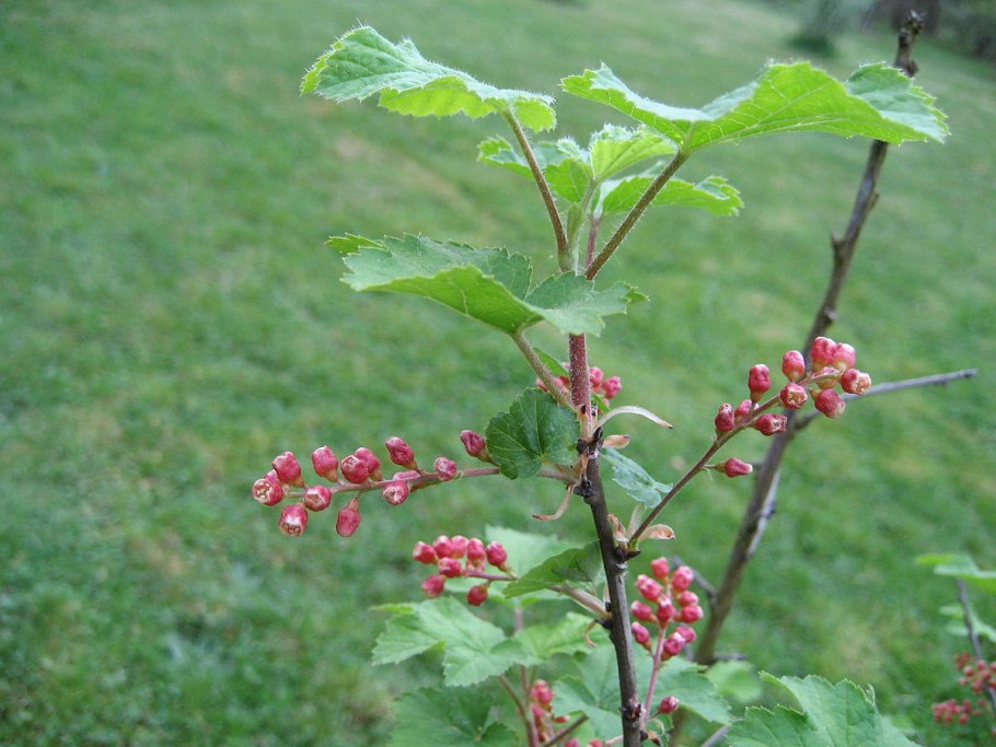 Кызырган ягода