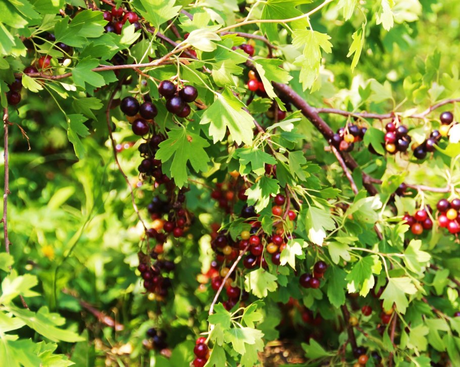 Смородина Ника