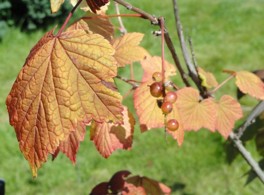 Штамбовая красная смородина