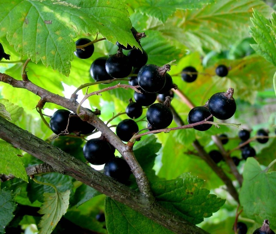 Смородина - ribes nigrum. Titania