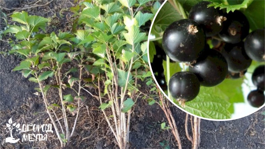 Смородина железистая