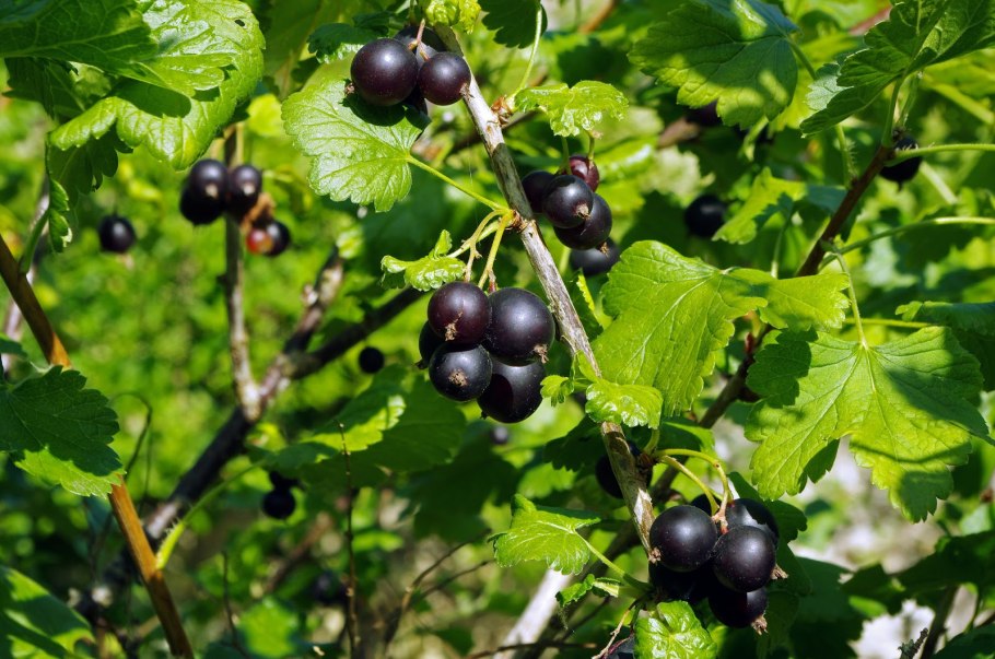 Cassis черная смородина