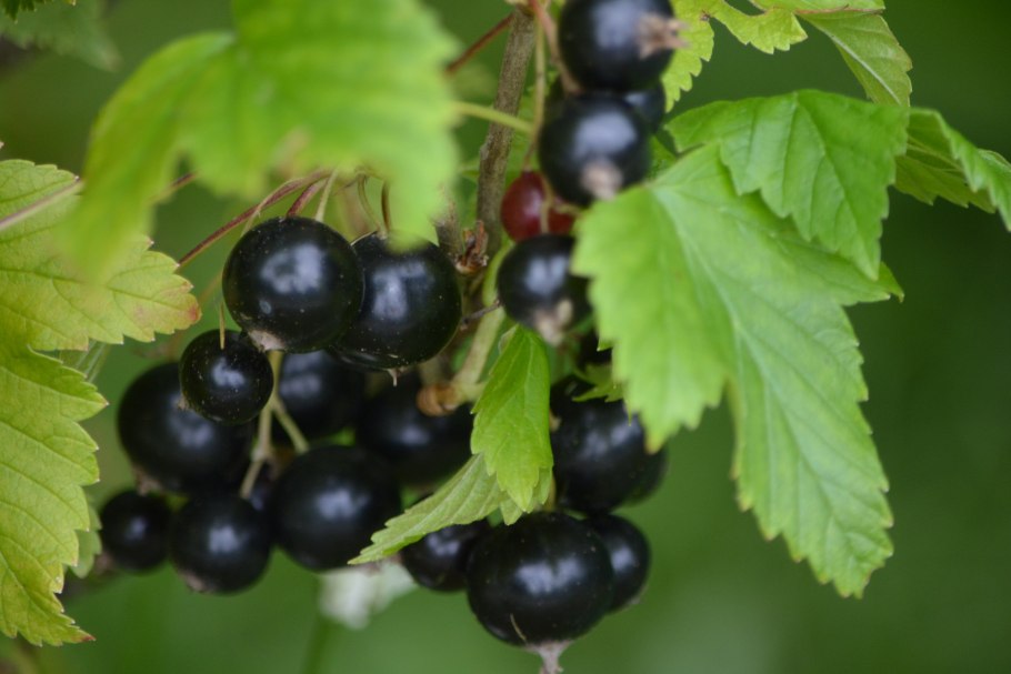 Смородина красная Виксне