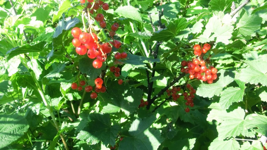 Завязь красной смородины