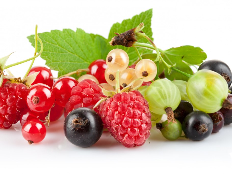 Смородина Фертоди