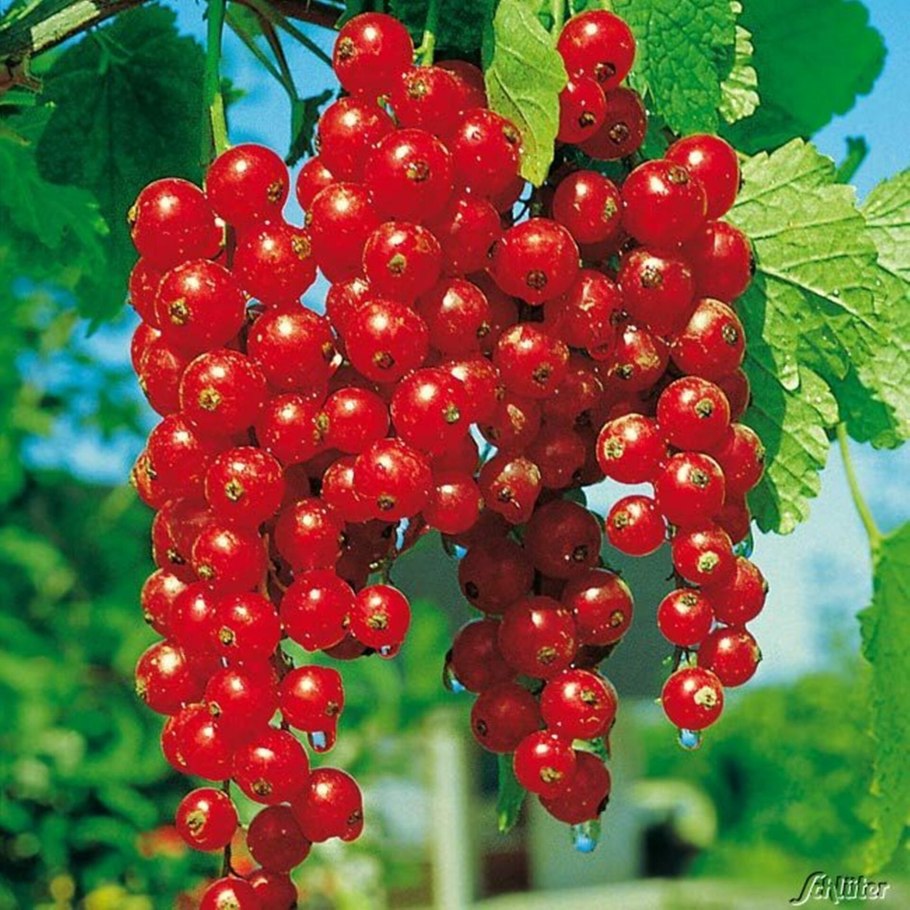 Смородина красная с3 н50 сорт Уральские зори