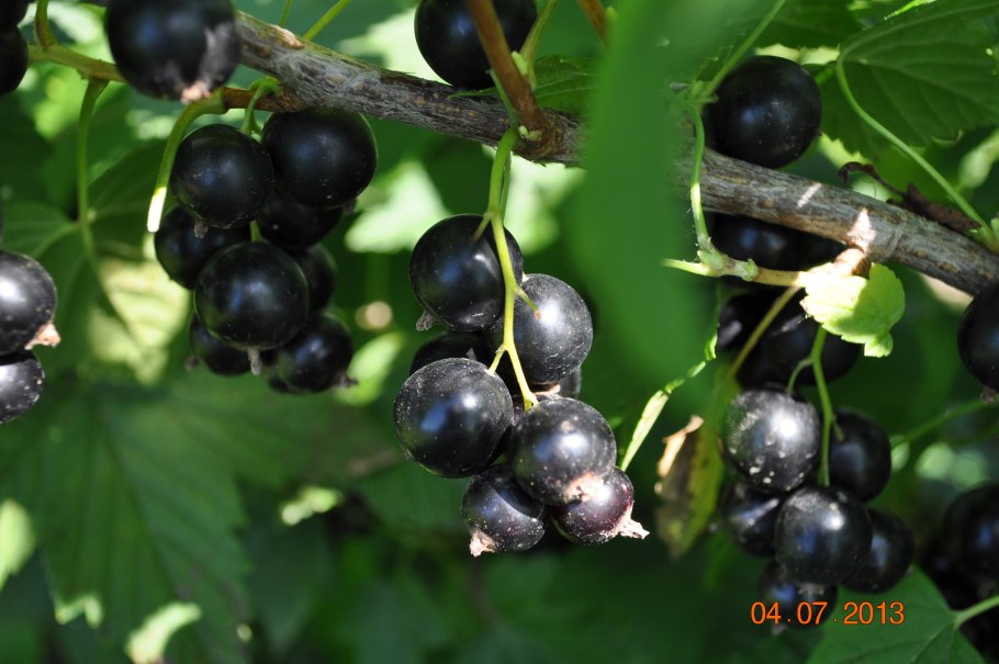 Смородина после дождя