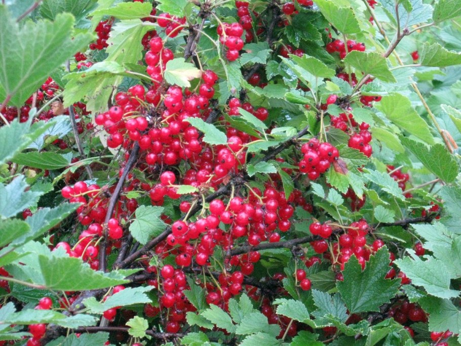 Крондаль и йошта