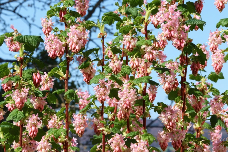 Бурая смородина