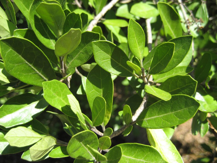 Пеннантия Байлиза