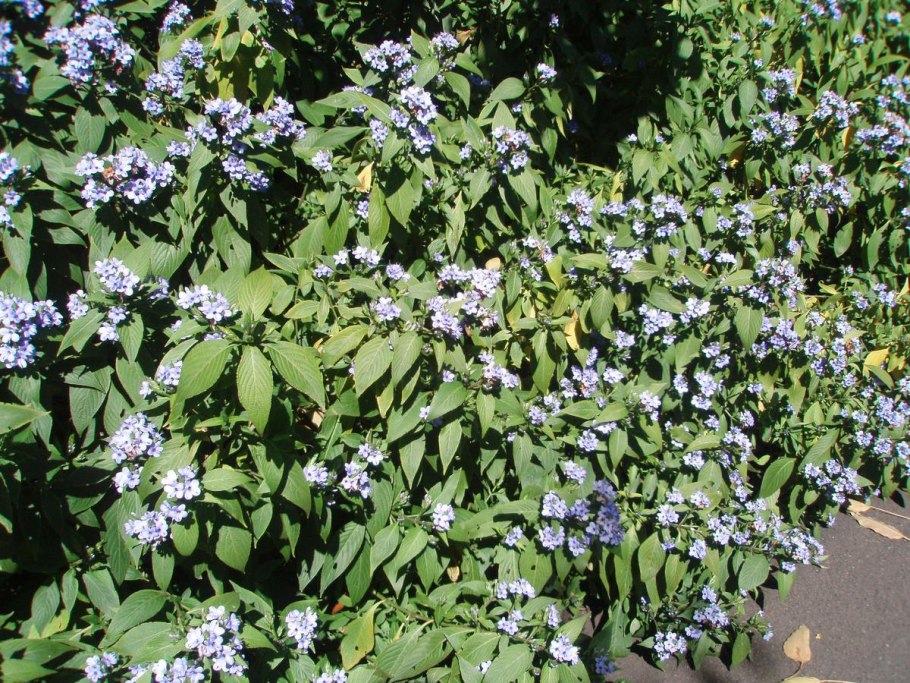 Eranthemum pulchellum