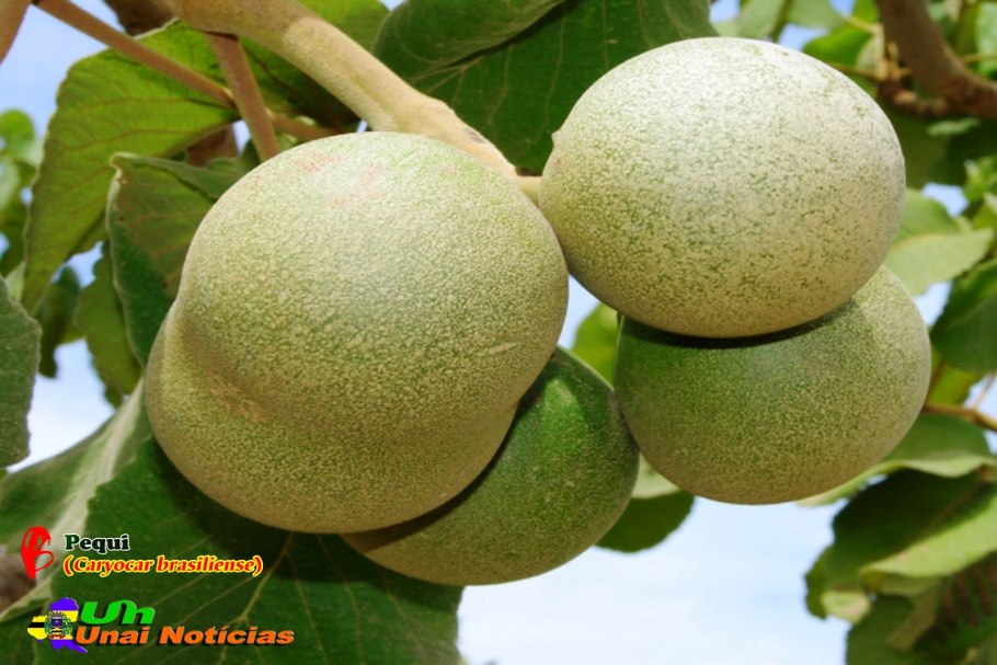 Пекуи (Caryocar Brasiliense)