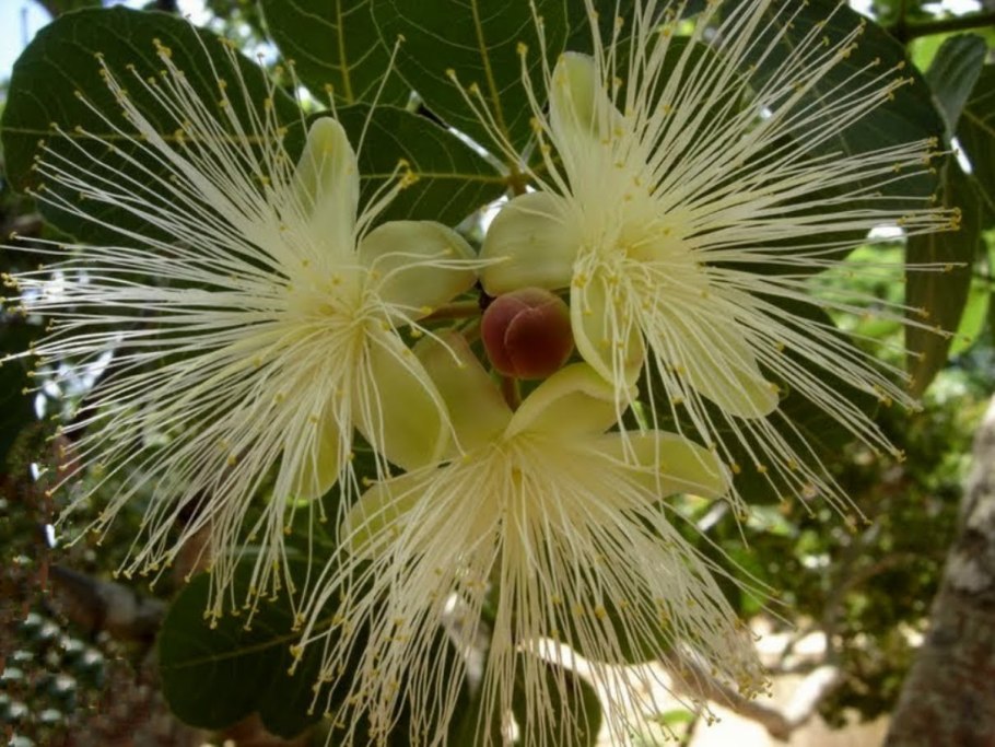 Caryocar Brasiliense