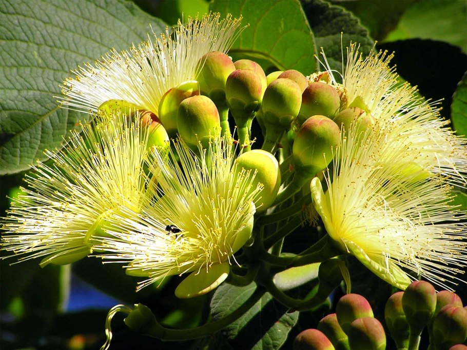 Caryocar Brasiliense