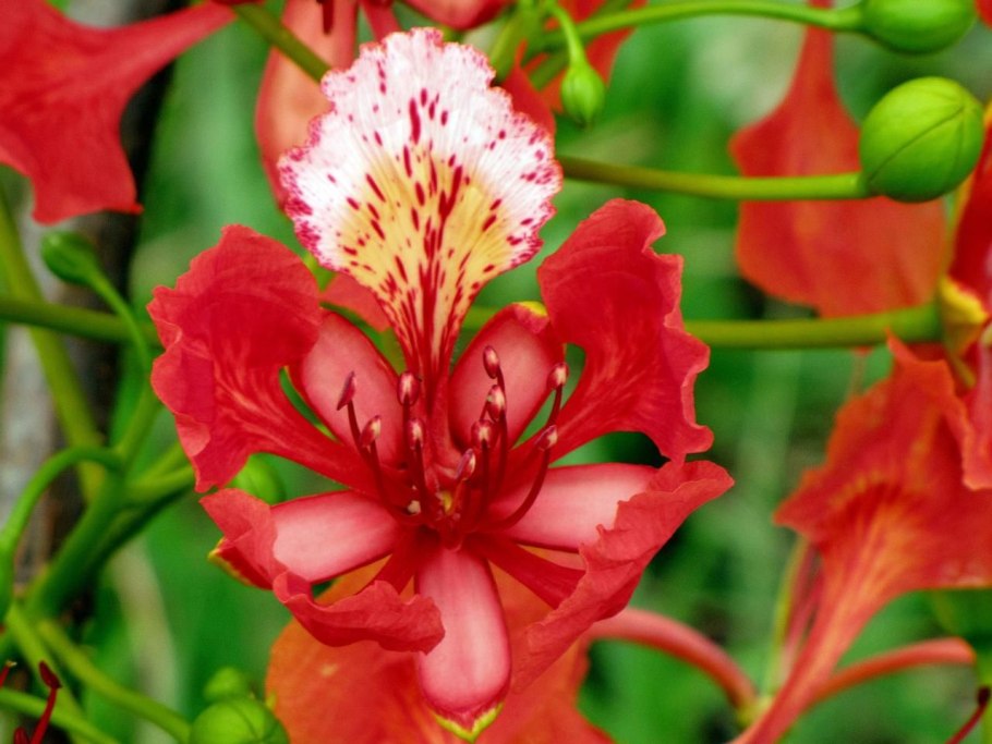 Чили Сельва тропические цветы