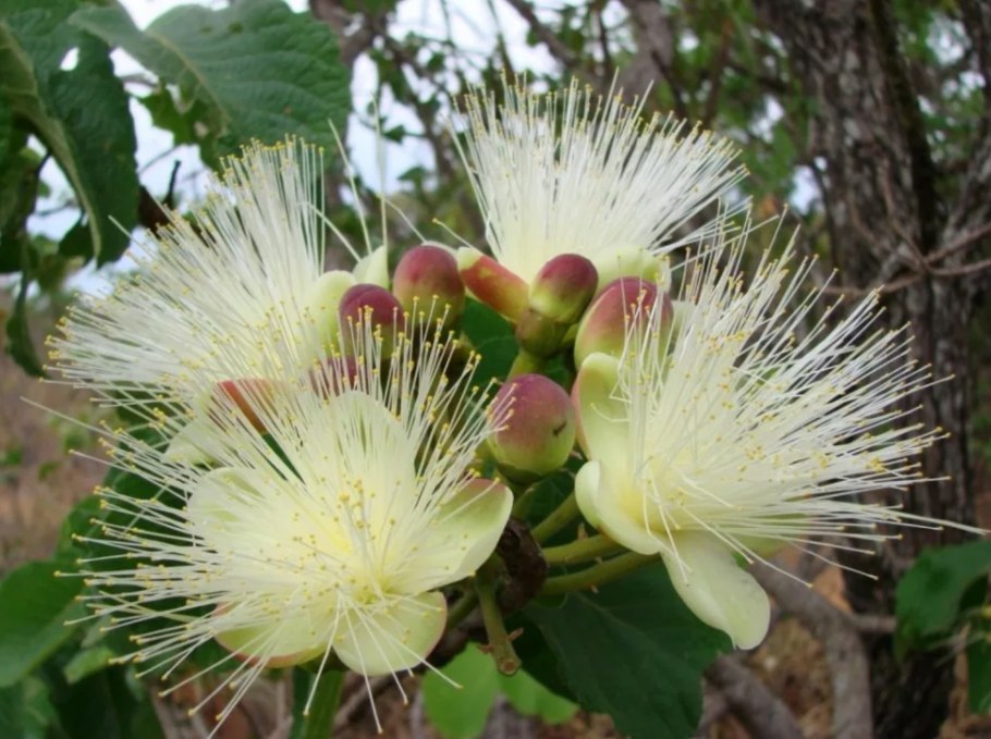 Пекуи (Caryocar Brasiliense)