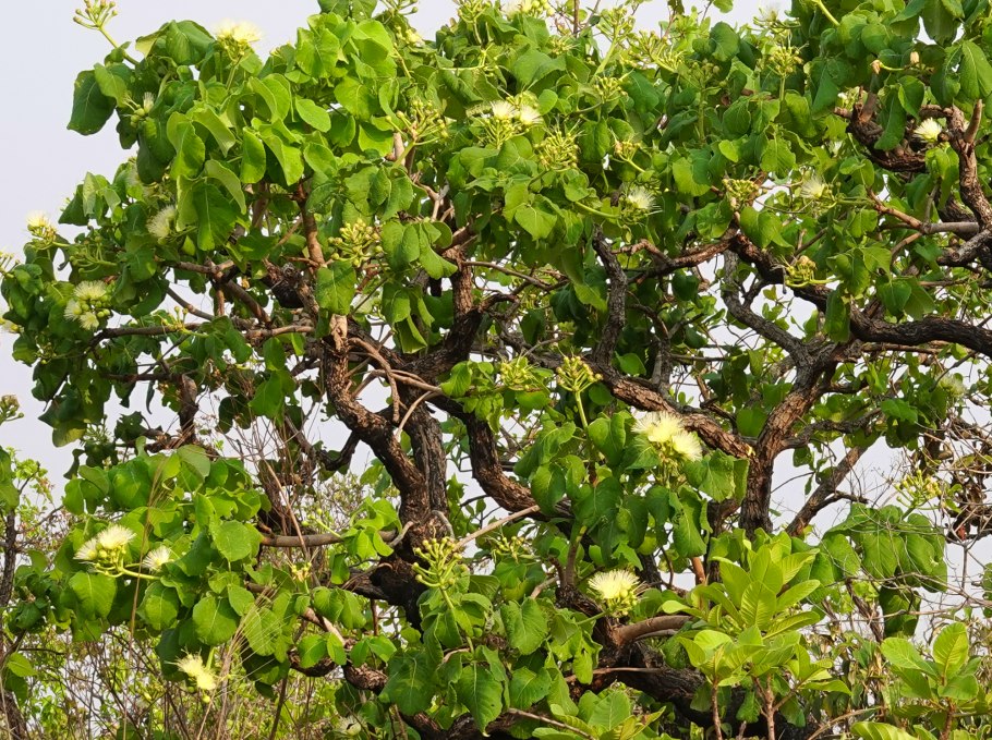 Дерево пеки (Pequi)