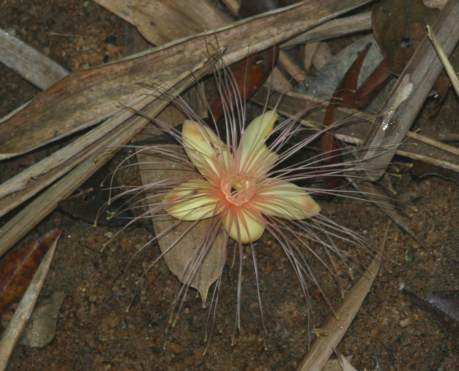 Кариокар бразильский цветок