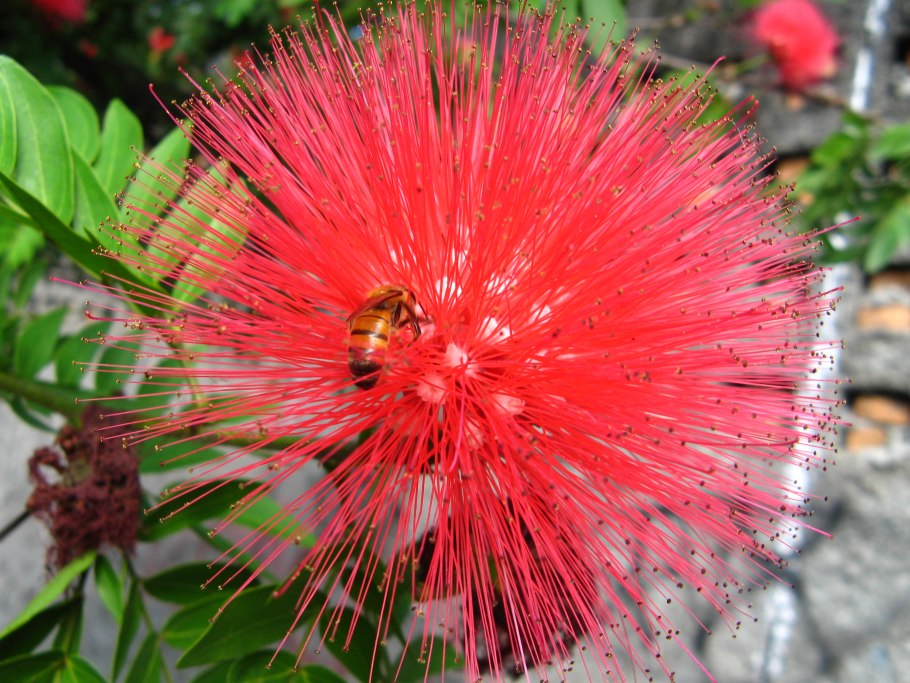 Calliandra dysantha