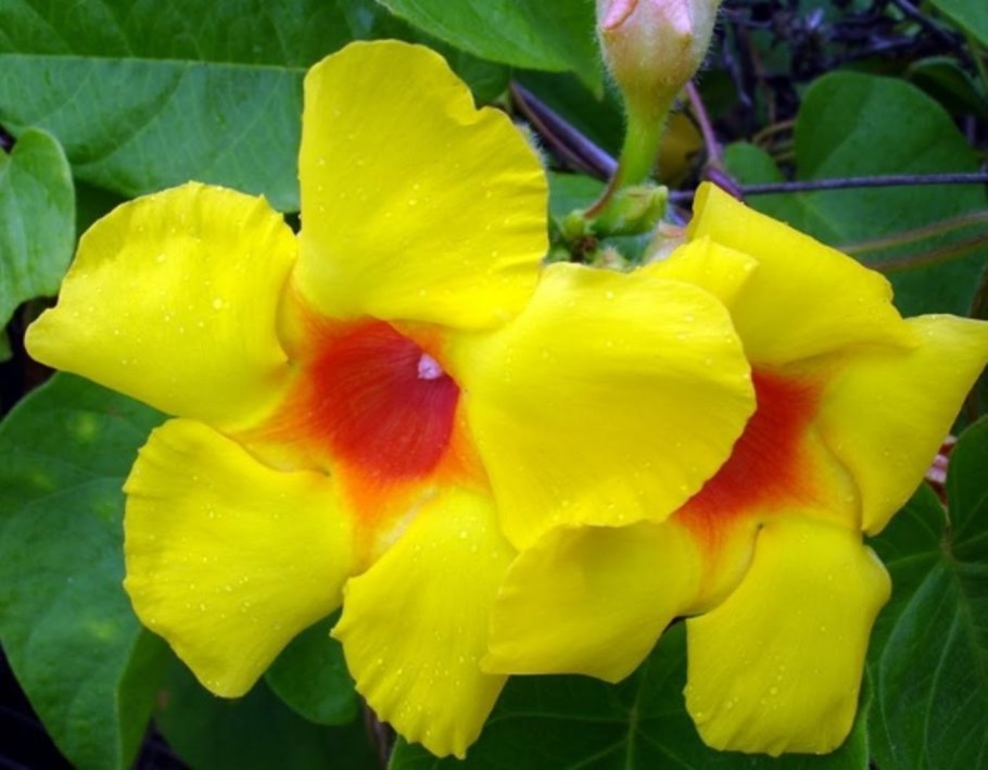 Растения Бразилии