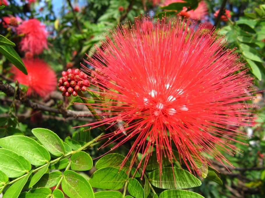 Бразильские цветы