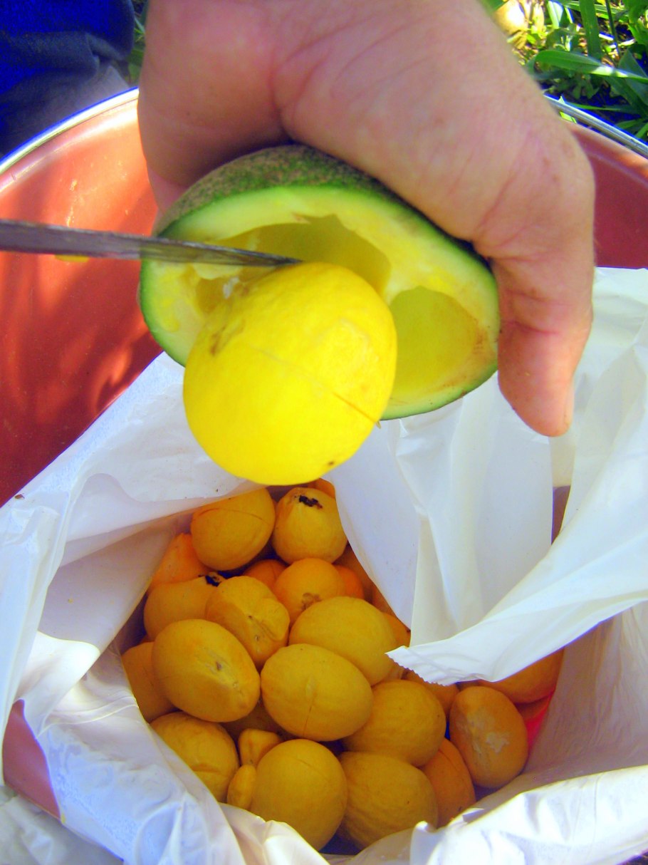 Кариокар бразильский