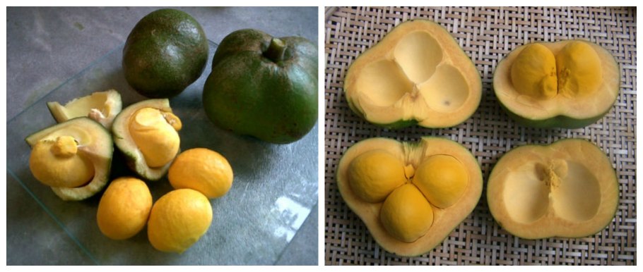 Collecting Pequi Fruit