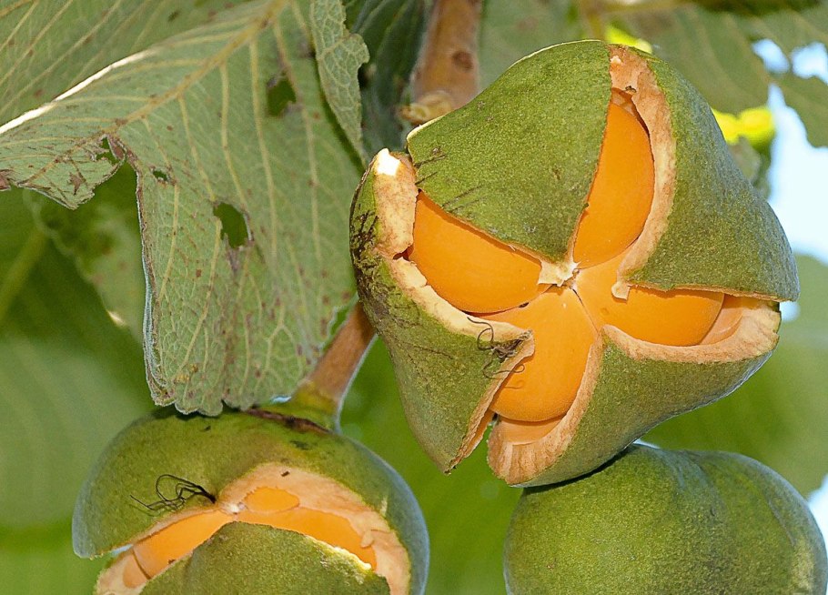 Фрукт пеки Бразилия
