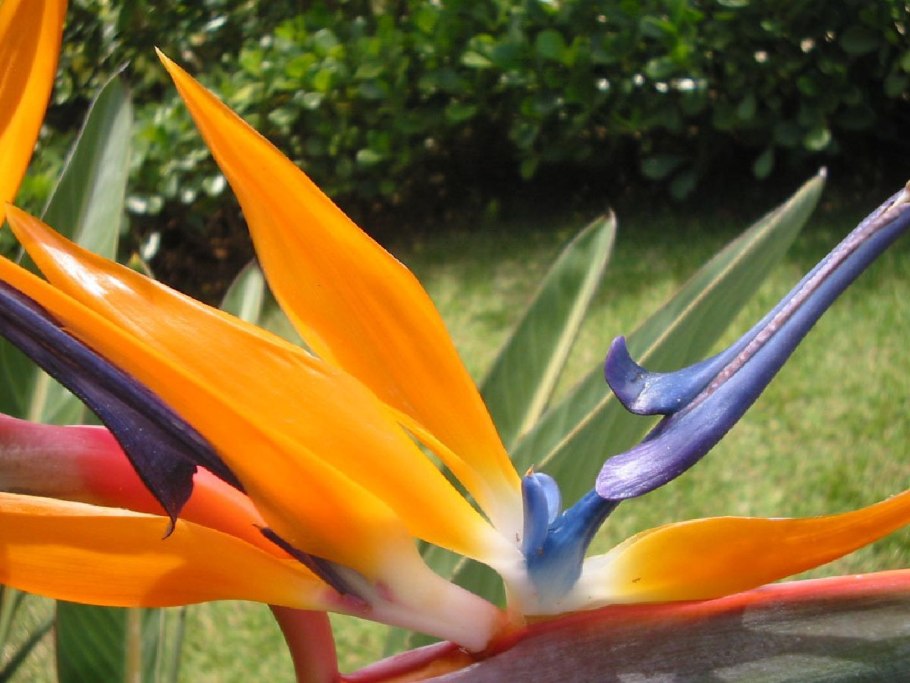 Бразильские цветы