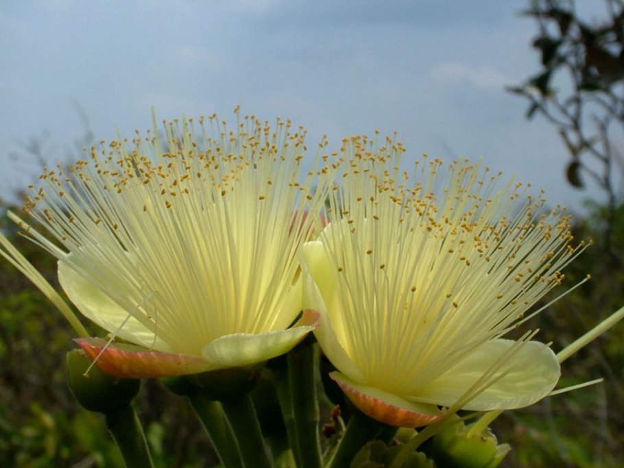 Золотая трава Бразилия