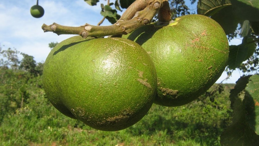 Амазонский фрукт