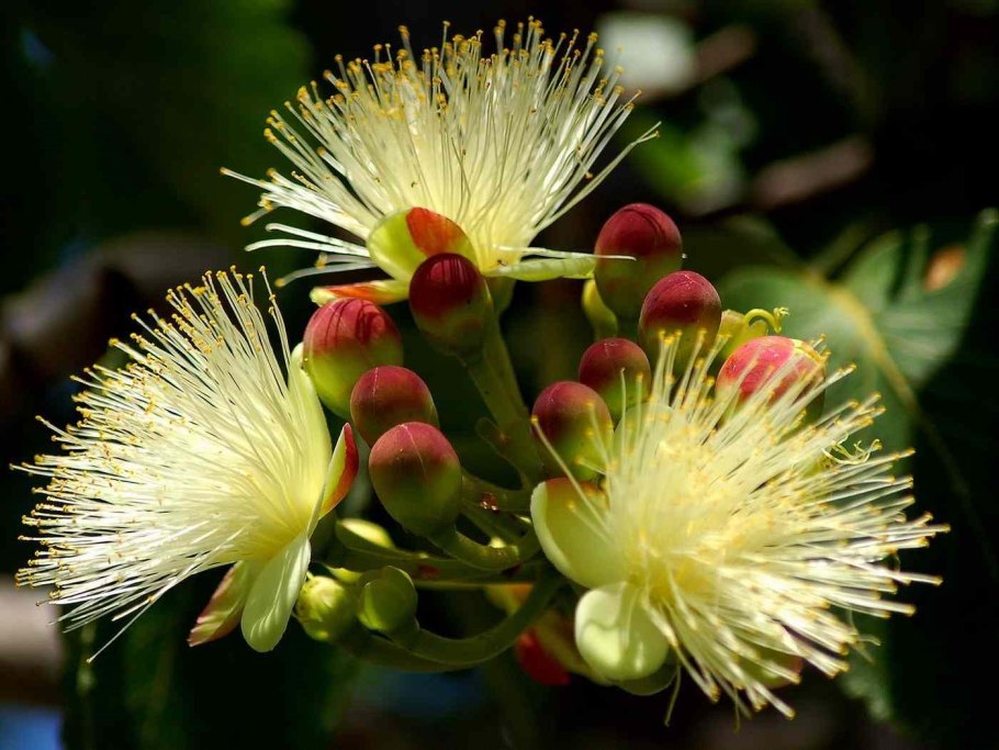 Клавдия цветок как выглядит