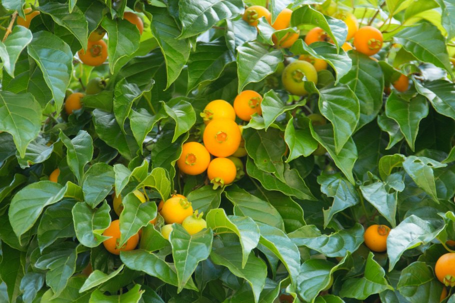 Дерево пекуи фото