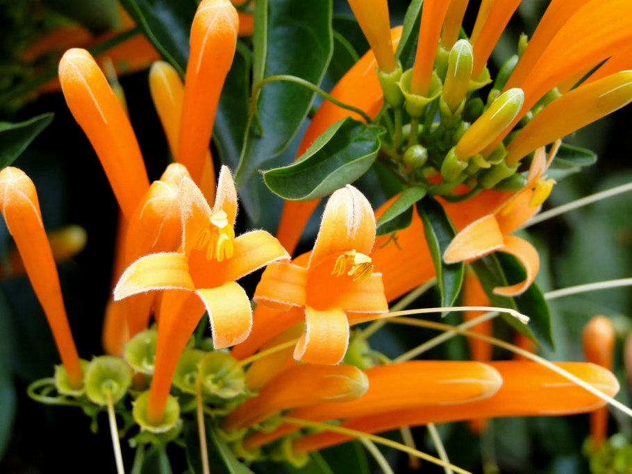 Каллиандра узколистная