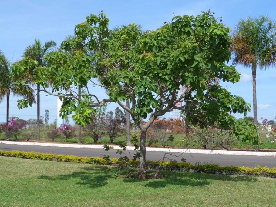 Дерево пеки (Pequi)