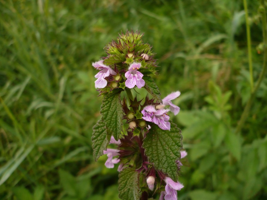 Белокудренник черный (Ballota nigra l.)