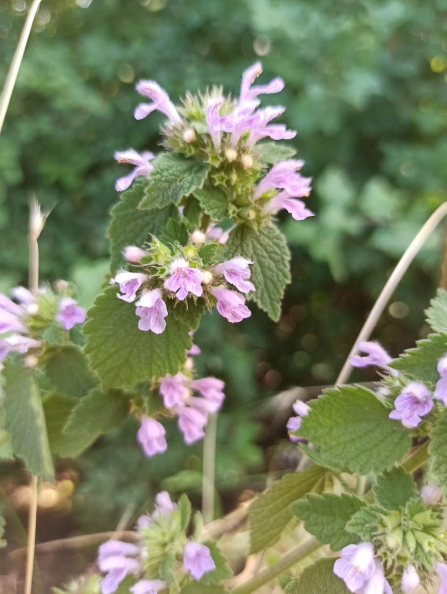 Чёрная трава от испуга