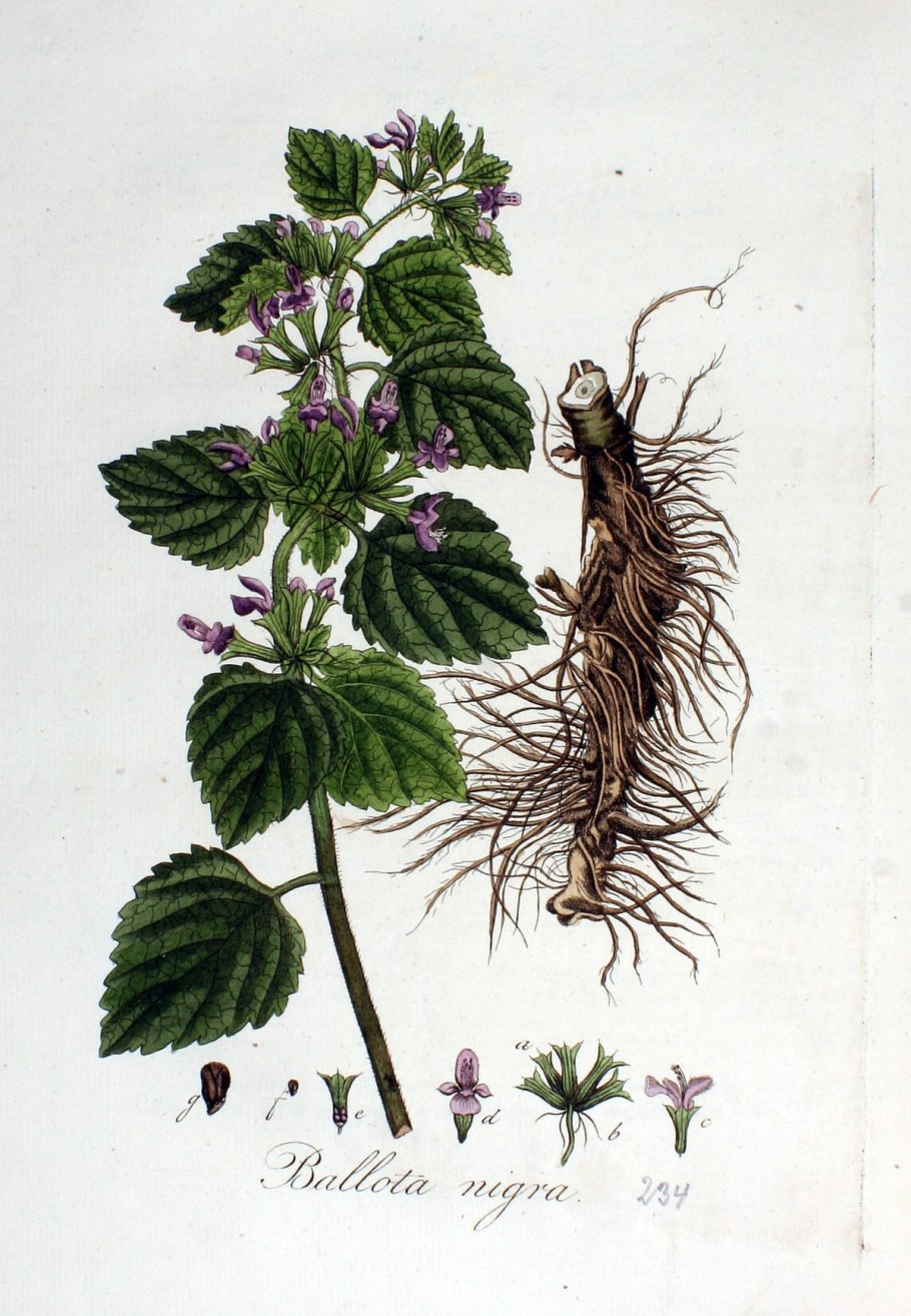 Белокудренник ложноясенцовый