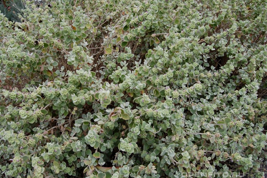 Ballota pseudodictamnus