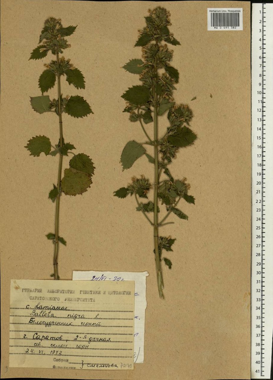 Белокудренник ложноясенцовый