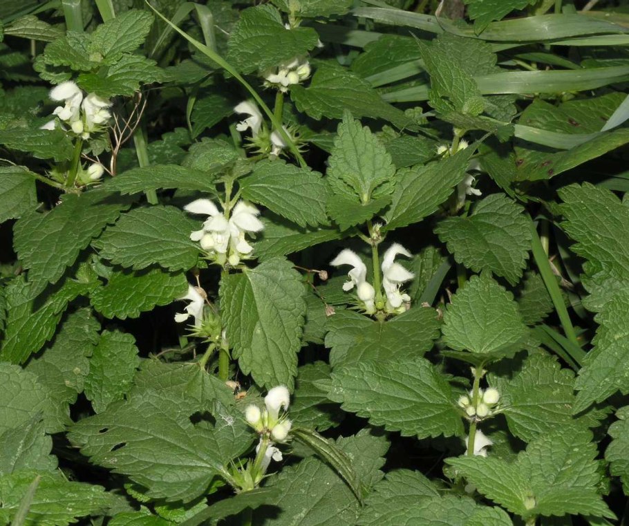 Белокудренник черный (Ballota nigra l.)